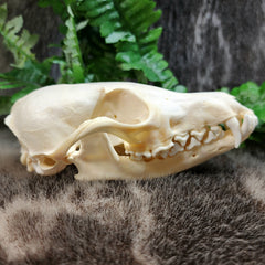Red Fox Skull A (Missing Molar)