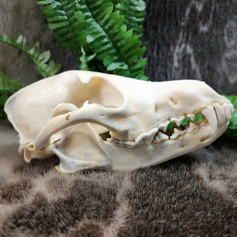 Coyote Skull A (Discolouration)