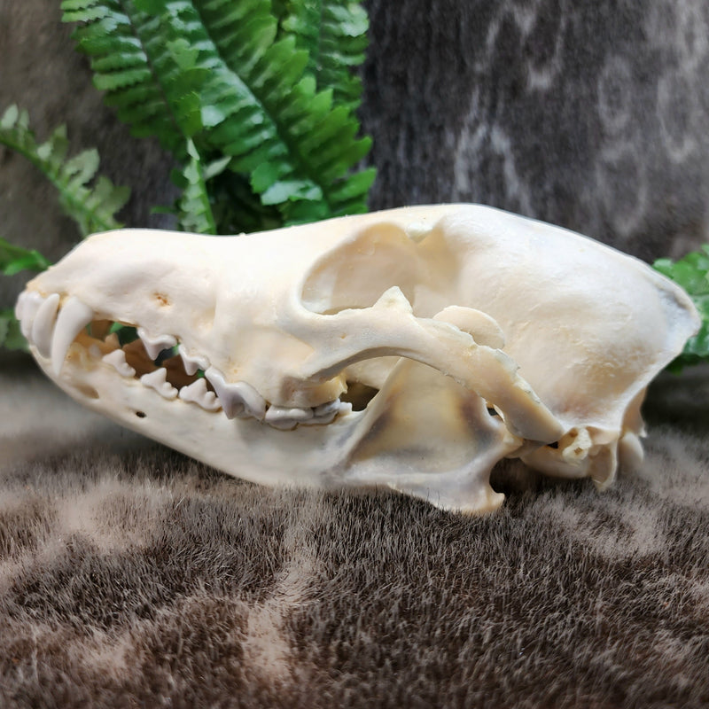 Coyote Skull A (Discolouration)