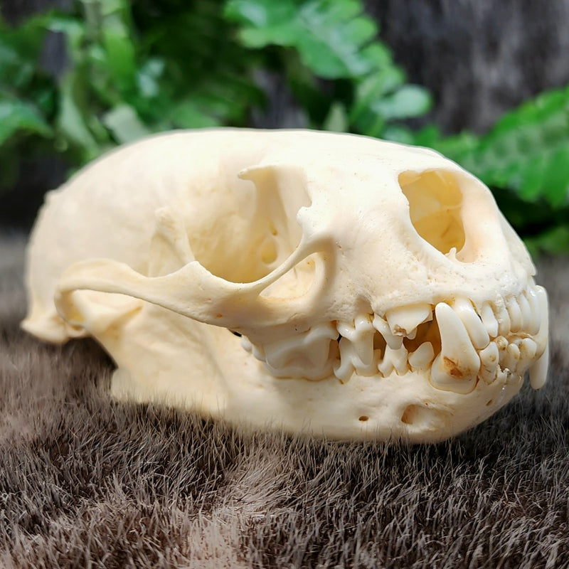 River Otter Skull B (B Grade)