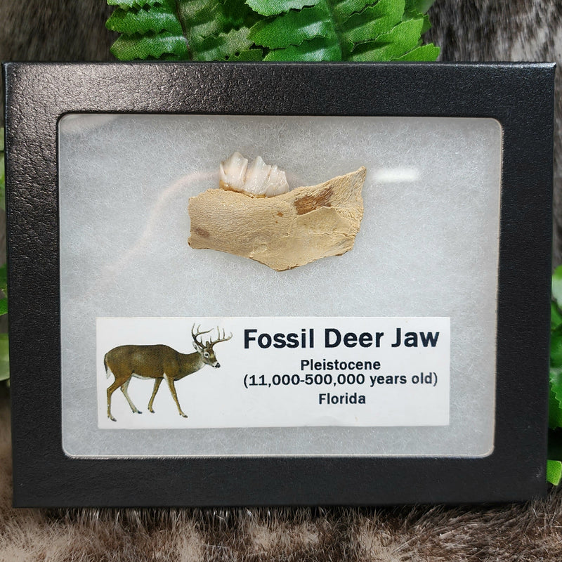 Deer Jaw Fossil, B