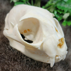 Domestic Cat Skull E (B Grade)