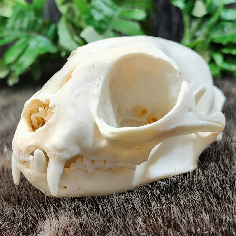 Domestic Cat Skull E (B Grade)