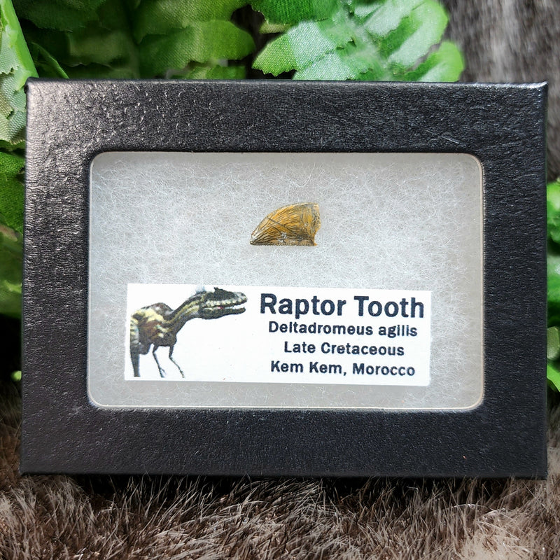 Raptor Dinosaur Tooth H (Morocco)