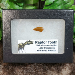 Raptor Dinosaur Tooth I (Morocco)