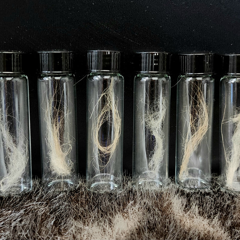 Extinct Beringian Wolf Fur Vials (30,000 Yrs)