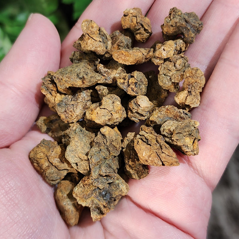 Sericho Pallasite Meteorites (.5")