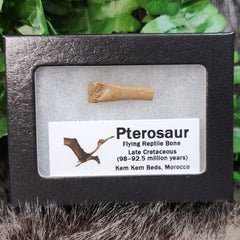 Pterosaur Bone, Framed