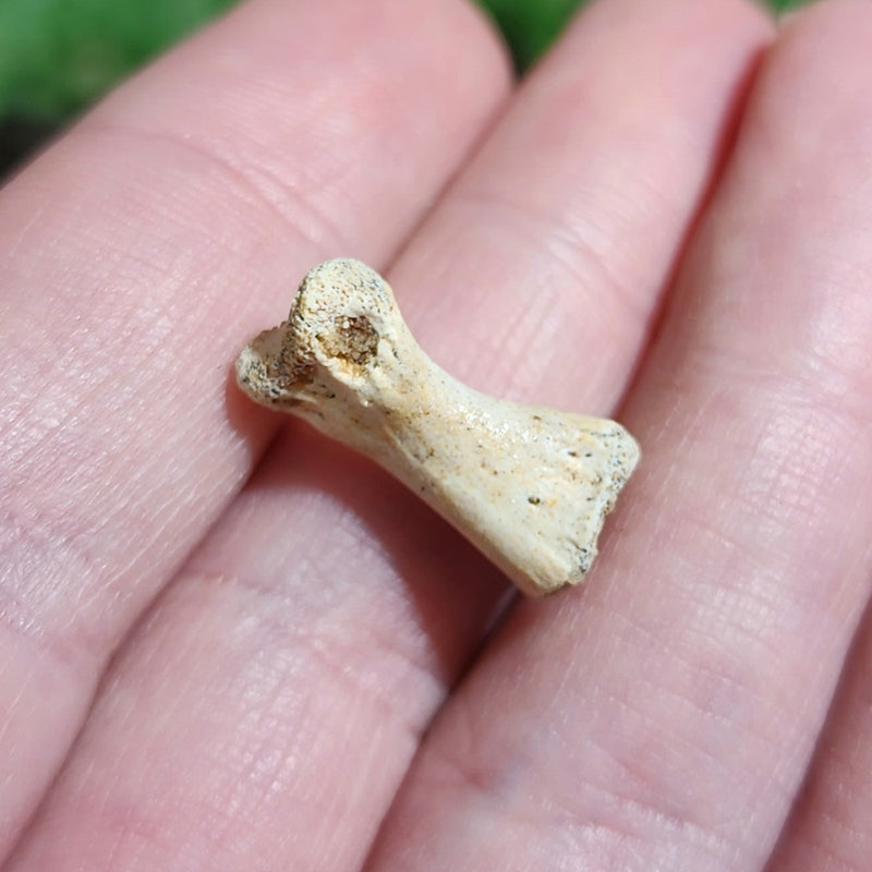 Raptor Dinosaur Bone A
