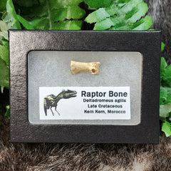 Raptor Dinosaur Bone A