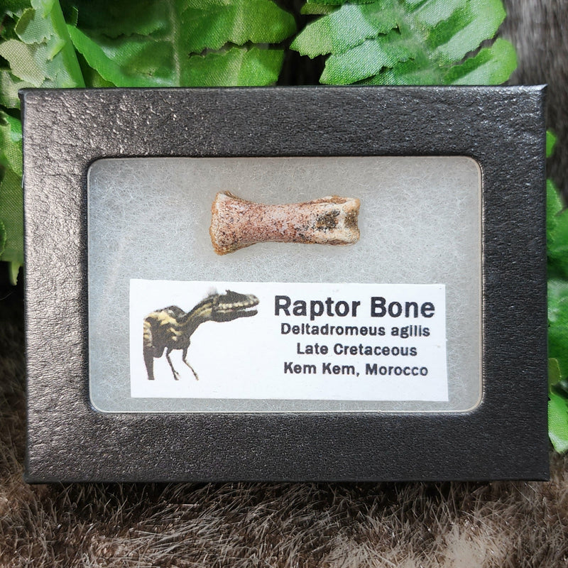 Raptor Dinosaur Bone B