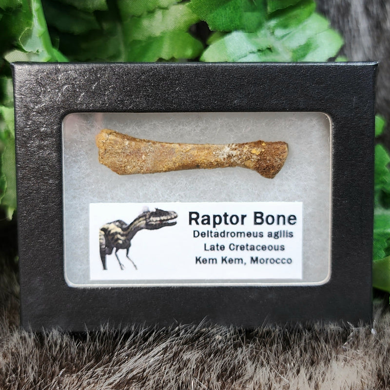 SkullStore // Buy Real Dinosaur Fossils Online - Page 3 | SkullStore Inc.
