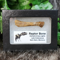 Raptor Dinosaur Bone C
