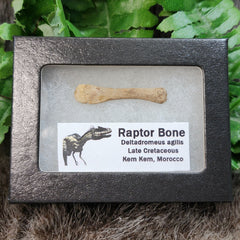 Raptor Dinosaur Bone D