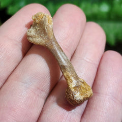 Extinct Fossil Turtle Bone, A