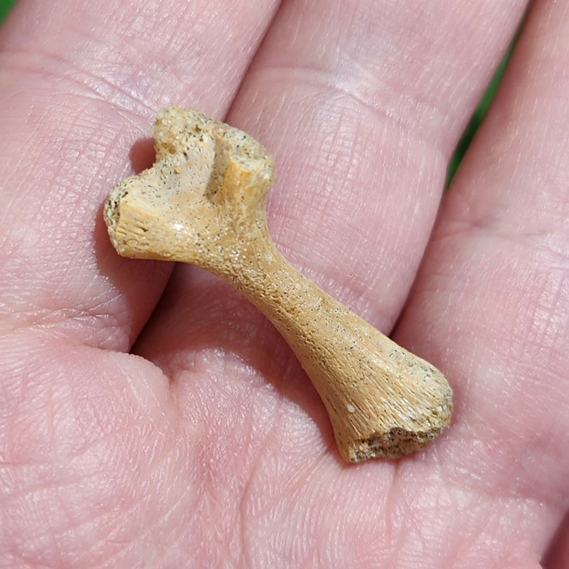 Extinct Fossil Turtle Bone, B