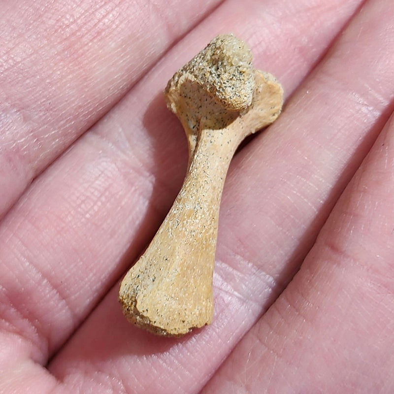 Extinct Fossil Turtle Bone, B