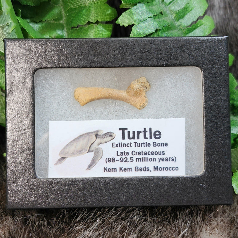 Extinct Fossil Turtle Bone, B