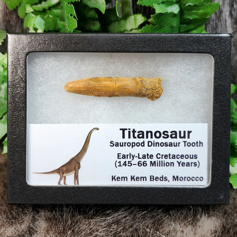Titanosaur Dinosaur Tooth, A