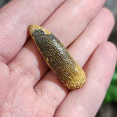 Titanosaur Dinosaur Tooth, B