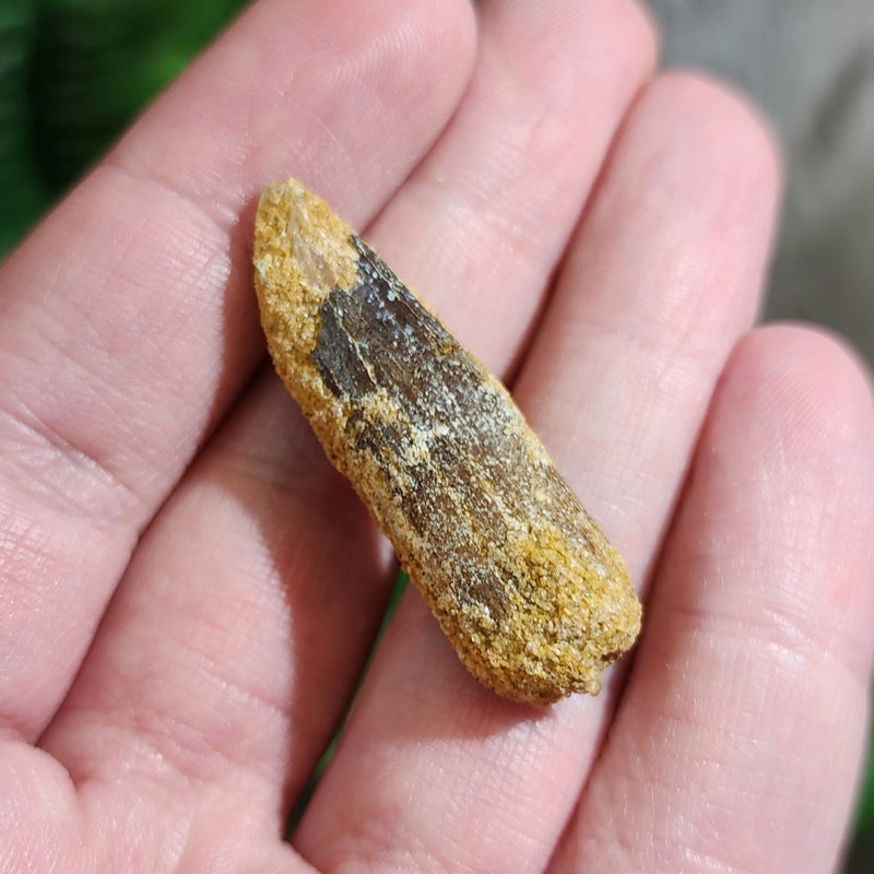 Titanosaur Dinosaur Tooth, B