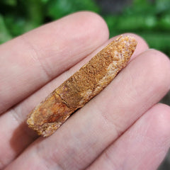 Titanosaur Dinosaur Tooth, C