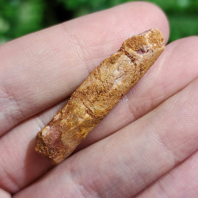 Titanosaur Dinosaur Tooth, C