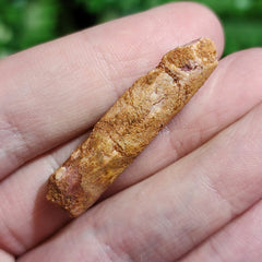 Titanosaur Dinosaur Tooth, C