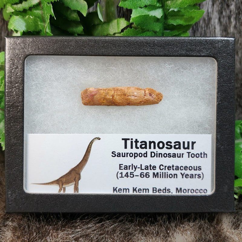 Titanosaur Dinosaur Tooth, C