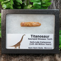 Titanosaur Dinosaur Tooth, C