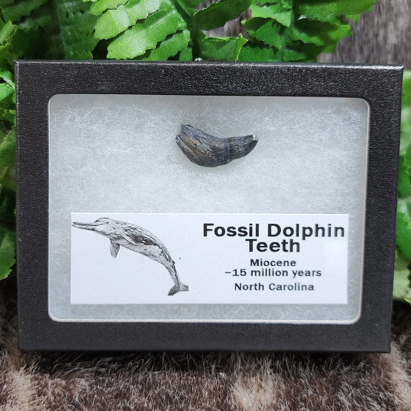 Dolphin Teeth, Fossils (Framed)