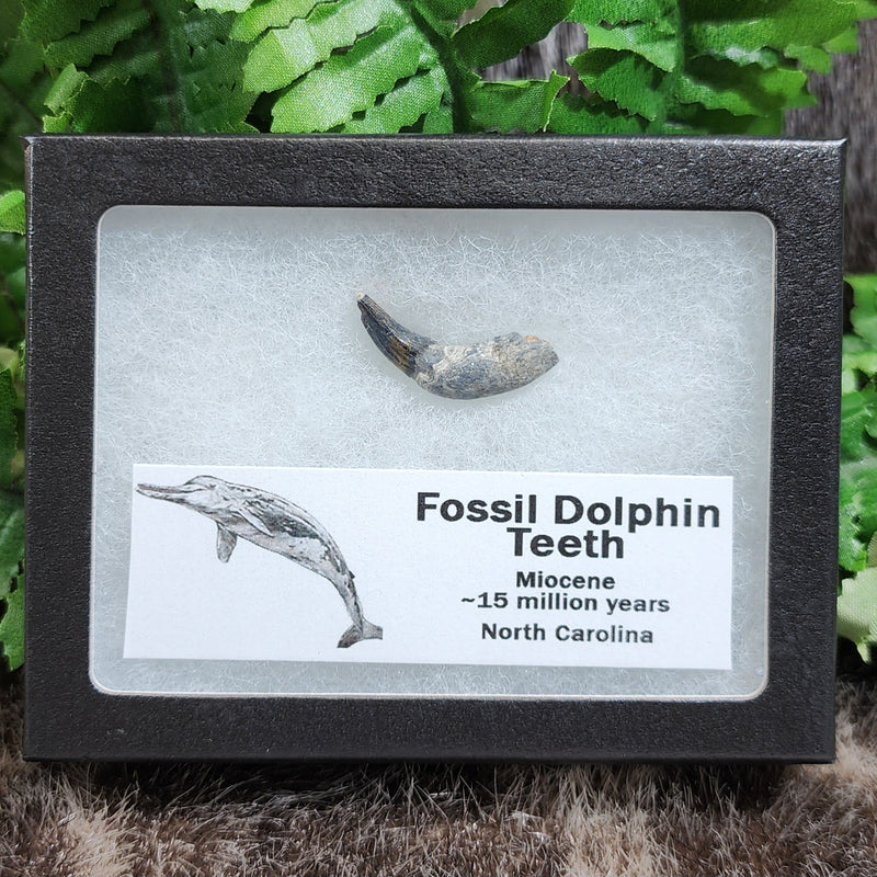 Dolphin Teeth, Fossils (Framed)