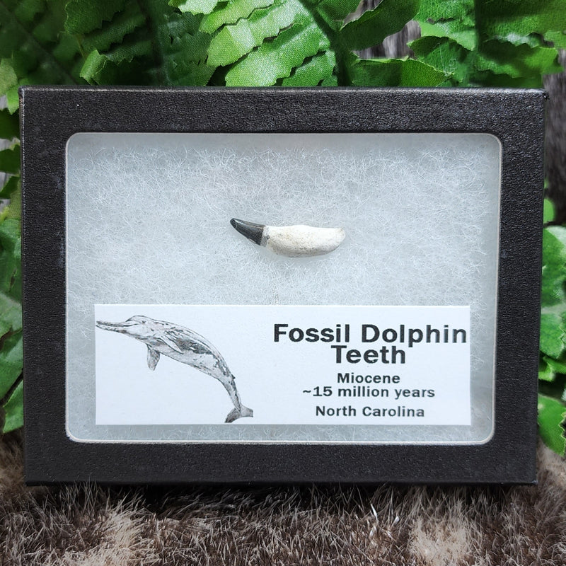 Dolphin Teeth, Fossils (Framed)