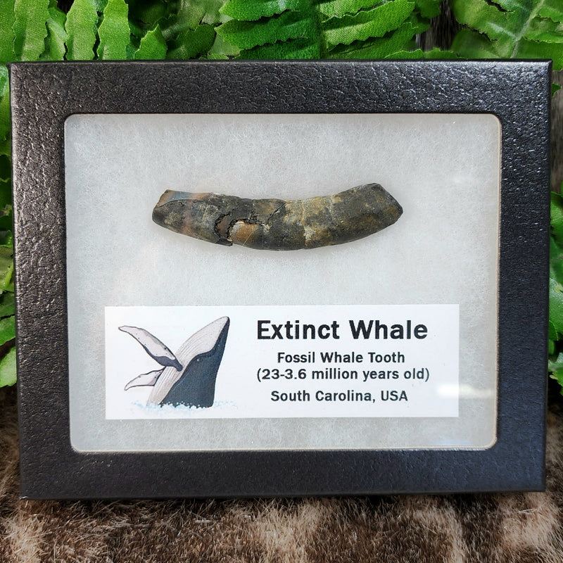 Fossil Whale Teeth, Large