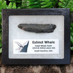 Fossil Whale Teeth, Large