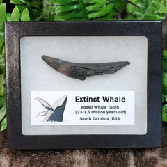 Fossil Whale Teeth, Large