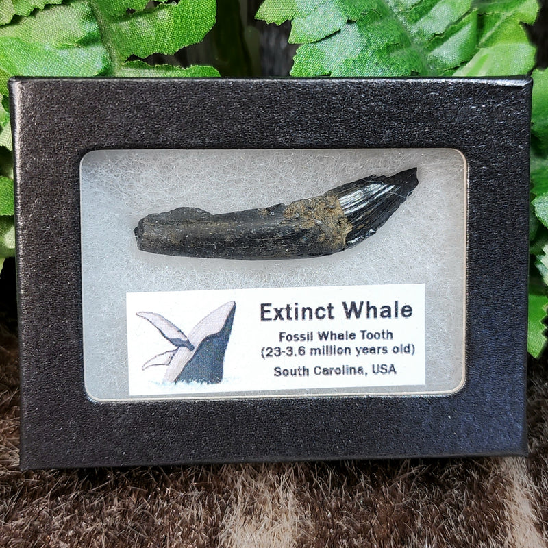 Fossil Whale Teeth
