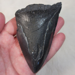 Megalodon Tooth A (3.75