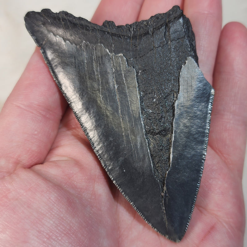 Megalodon Tooth A (3.75")