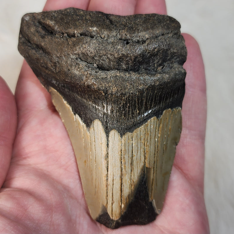 Megalodon Tooth B (3.5")