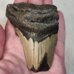 Megalodon Tooth B (3.5