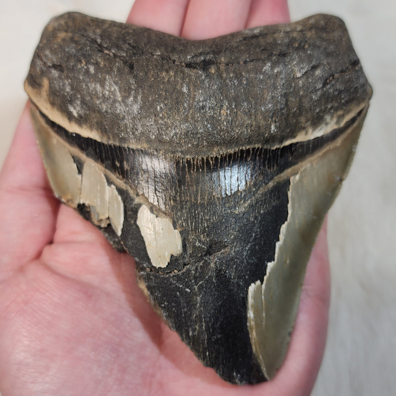 Megalodon Tooth D (4.75")