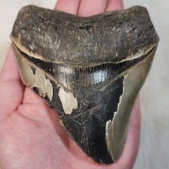 Megalodon Tooth D (4.75