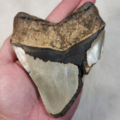 Megalodon Tooth D (4.75
