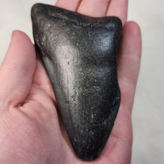 Megalodon Tooth E (4.25