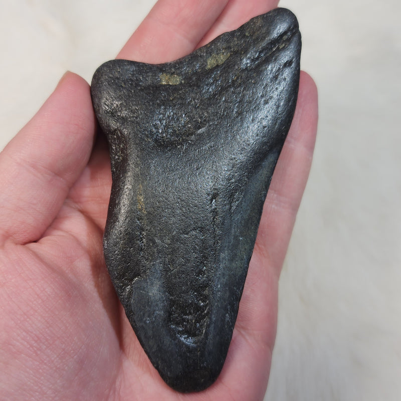 Megalodon Tooth E (4.25")