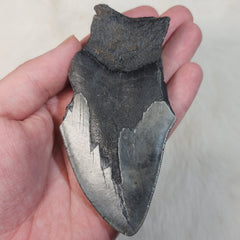 Megalodon Tooth F (4.25