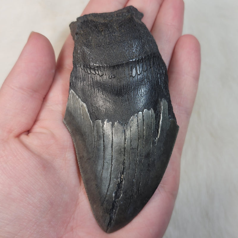 Megalodon Tooth F (4.25")