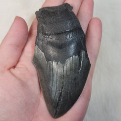 Megalodon Tooth F (4.25