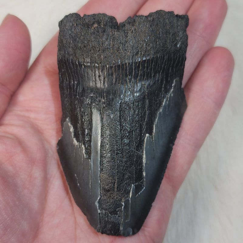Megalodon Tooth G (3.25")